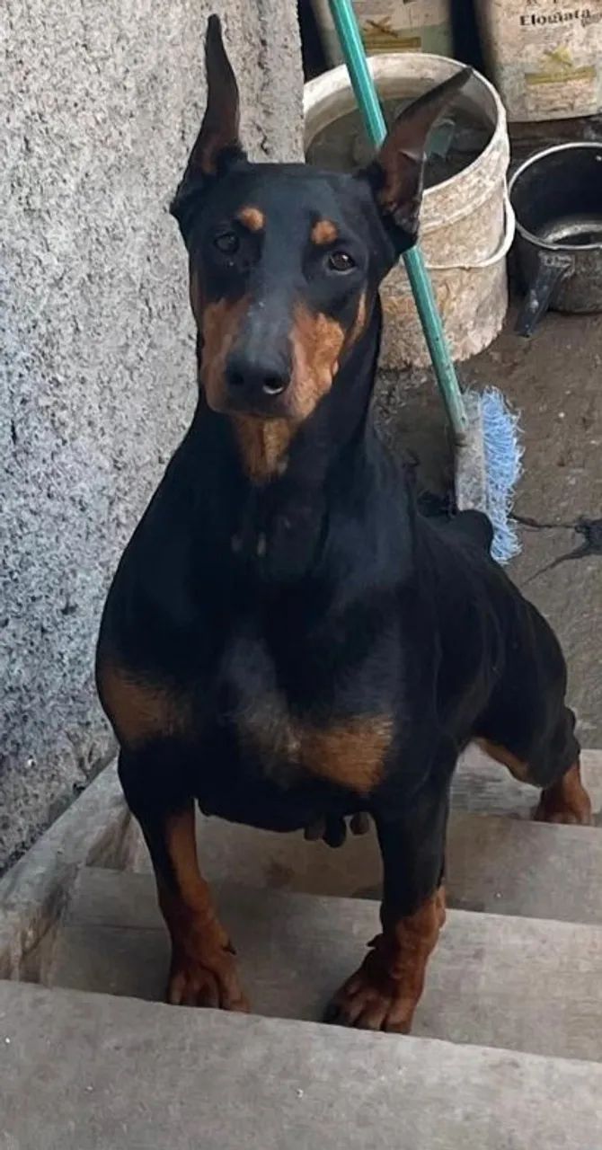 Doberman  - Foto 5