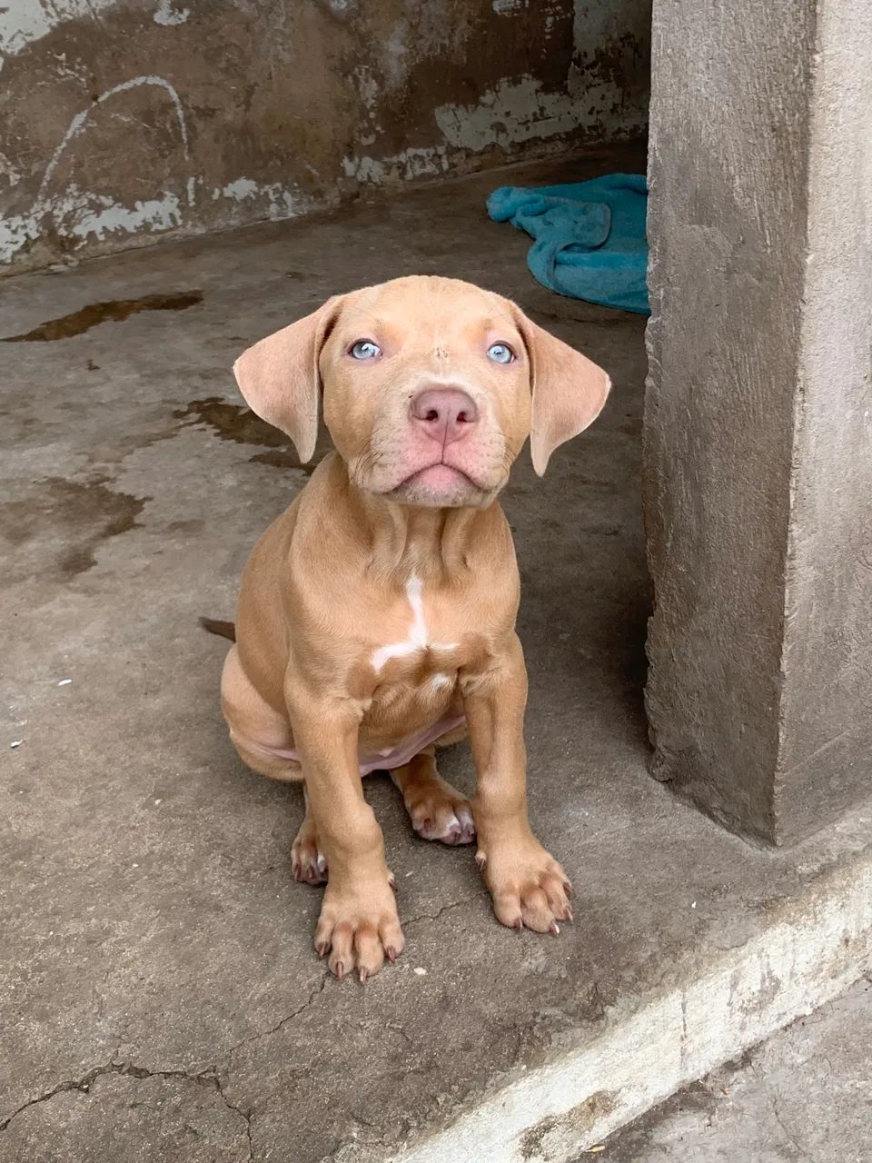 Filhote de pitbull ( fêmea)  - Foto 2