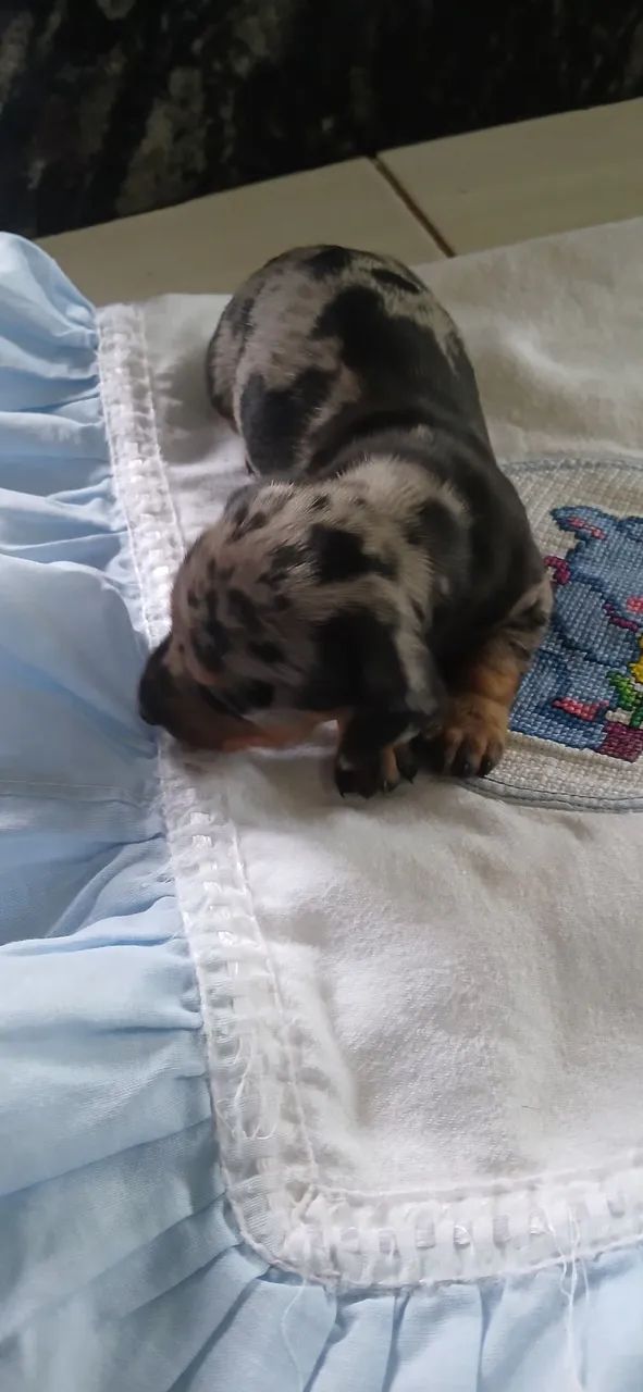 Dachshund salsicha 