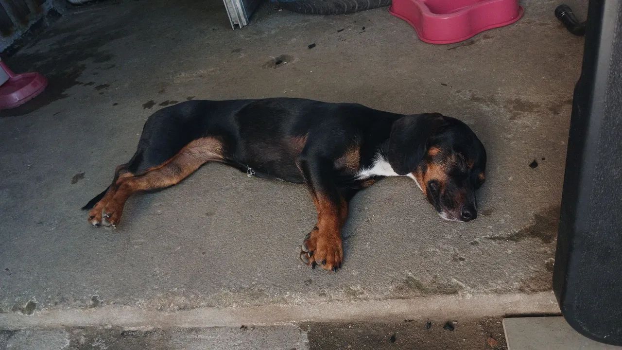 Cachorra salsicha - Foto 4