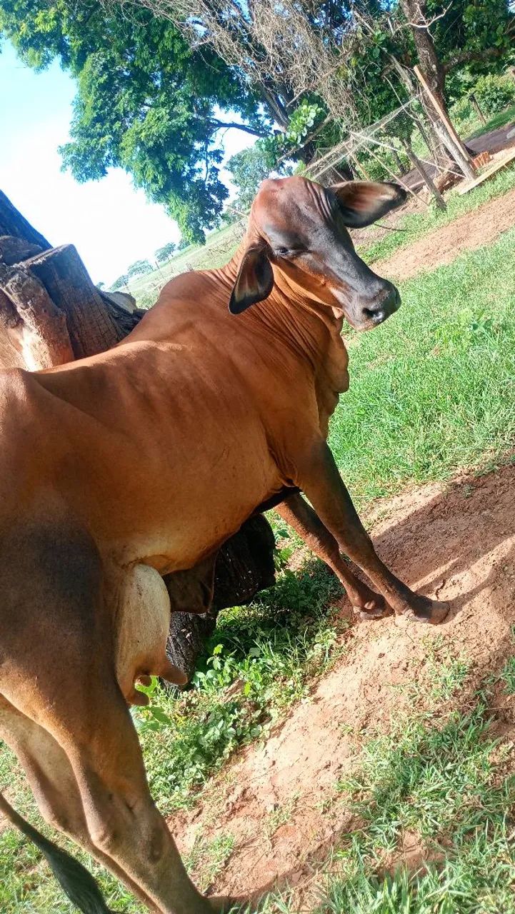 Vende se vacas de leite - Foto 6