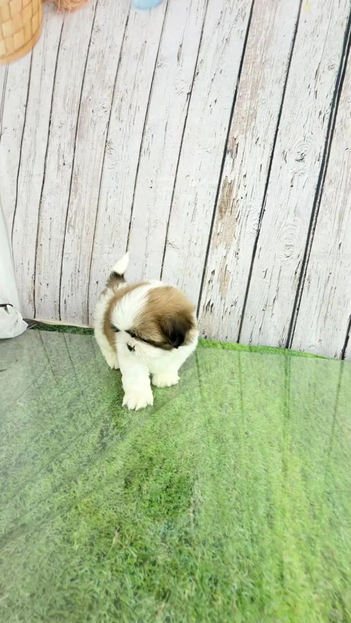 Filhote de Shitzu  - Foto 3