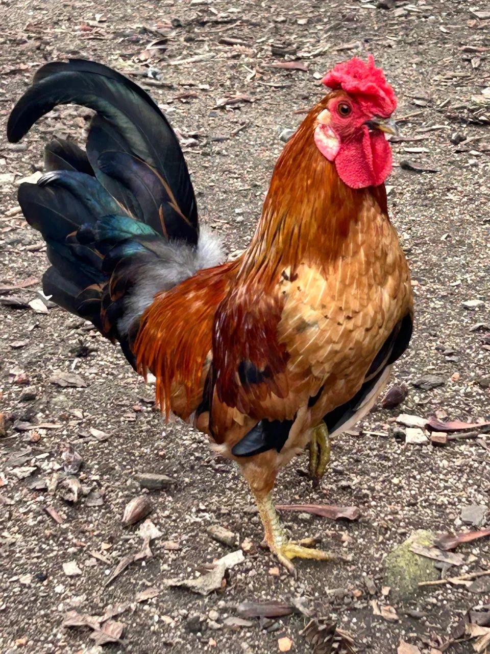 Galos Galizé