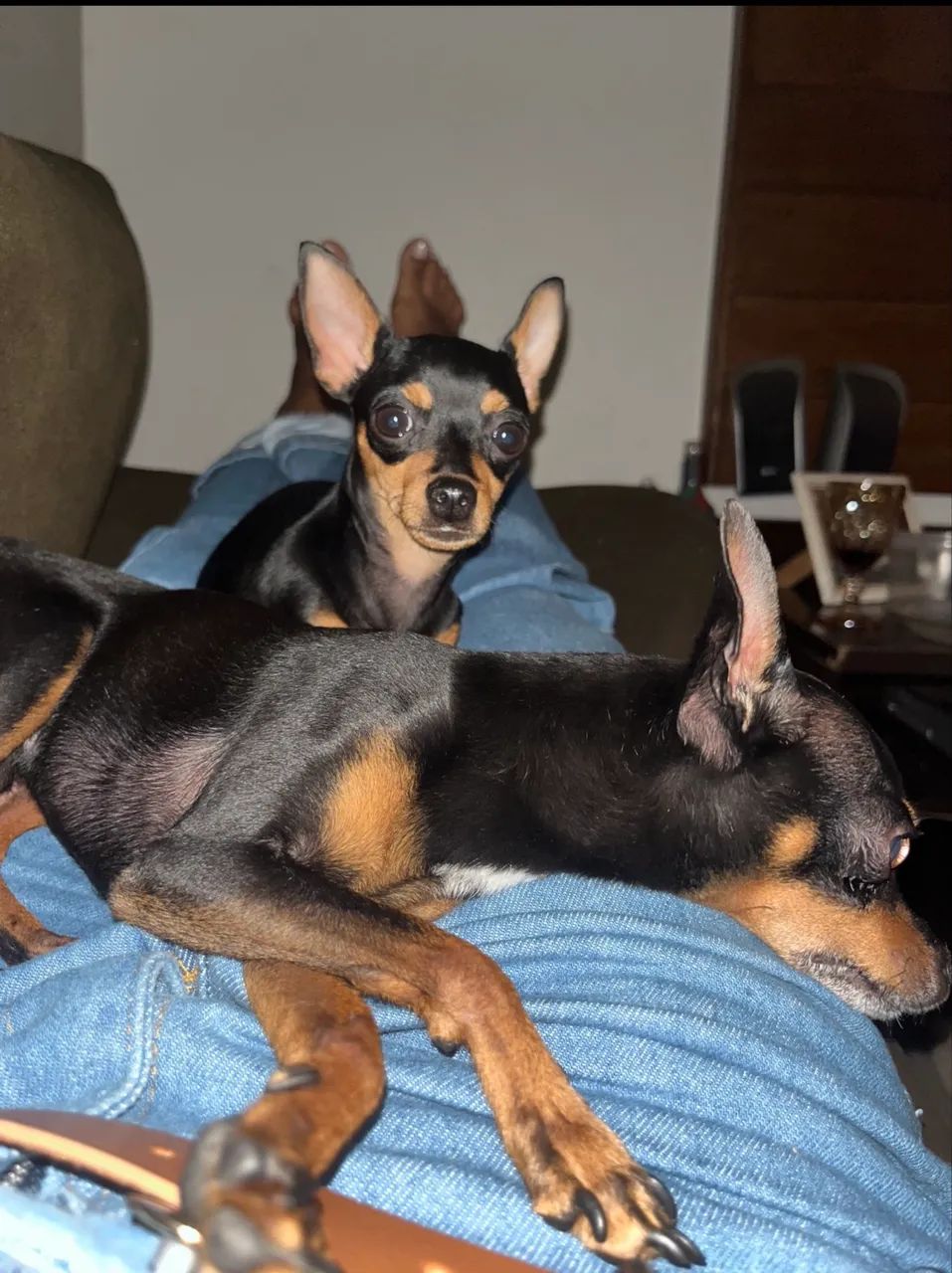 Pincher 0 - Foto 4