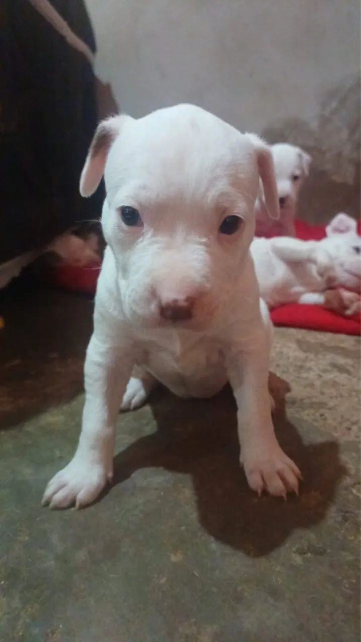 Vende-se pit bull - Foto 3