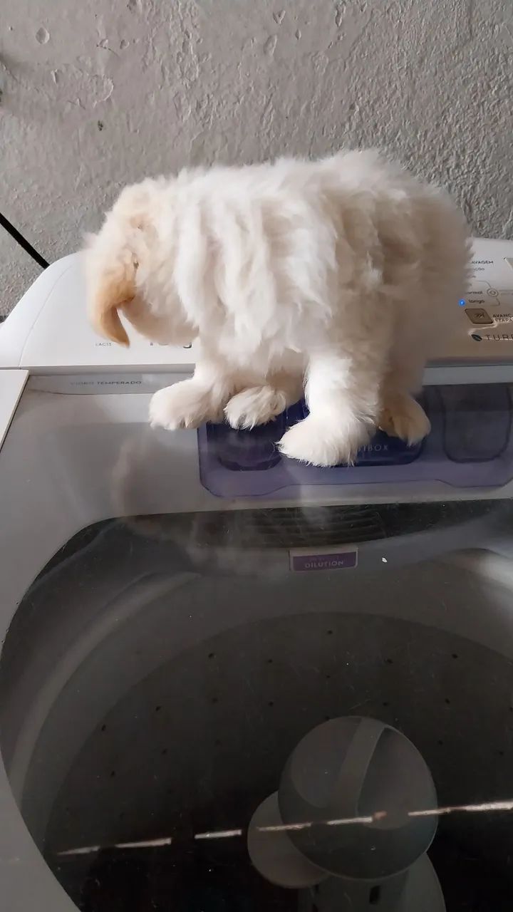 Cachorrinho  - Foto 3