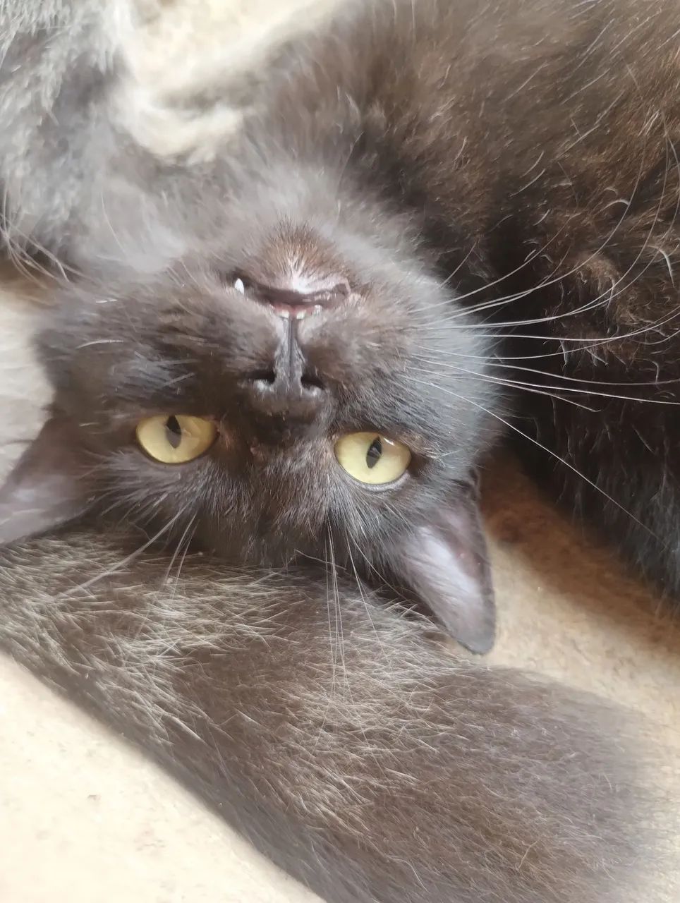 Doação gatinho macho 