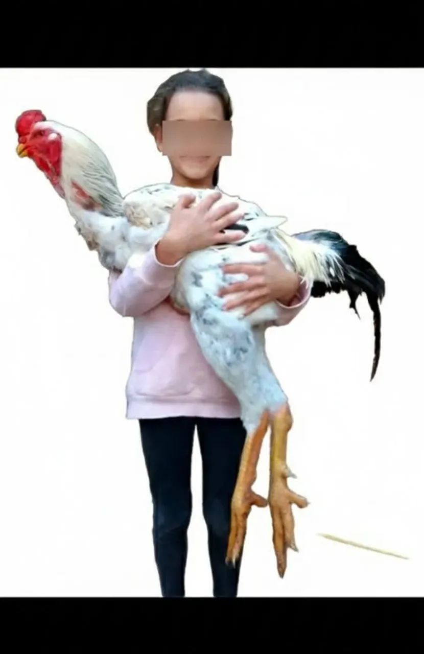 VENDA DE AVES - PORTO VELHO / RO ? - Foto 2