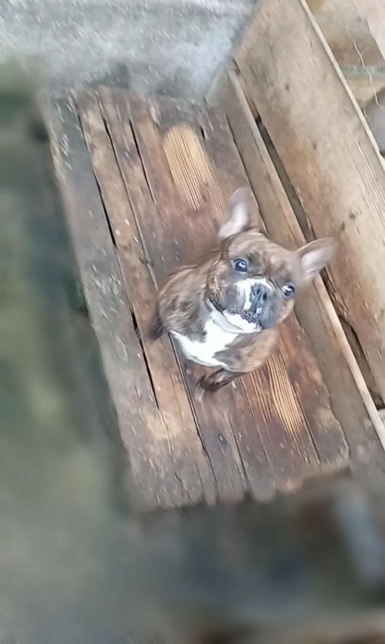 Buldogue Francês 