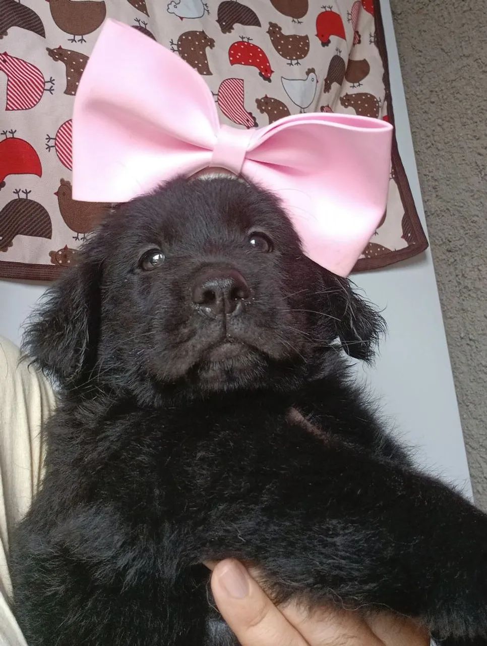 Filhotes de labragold - Foto 2