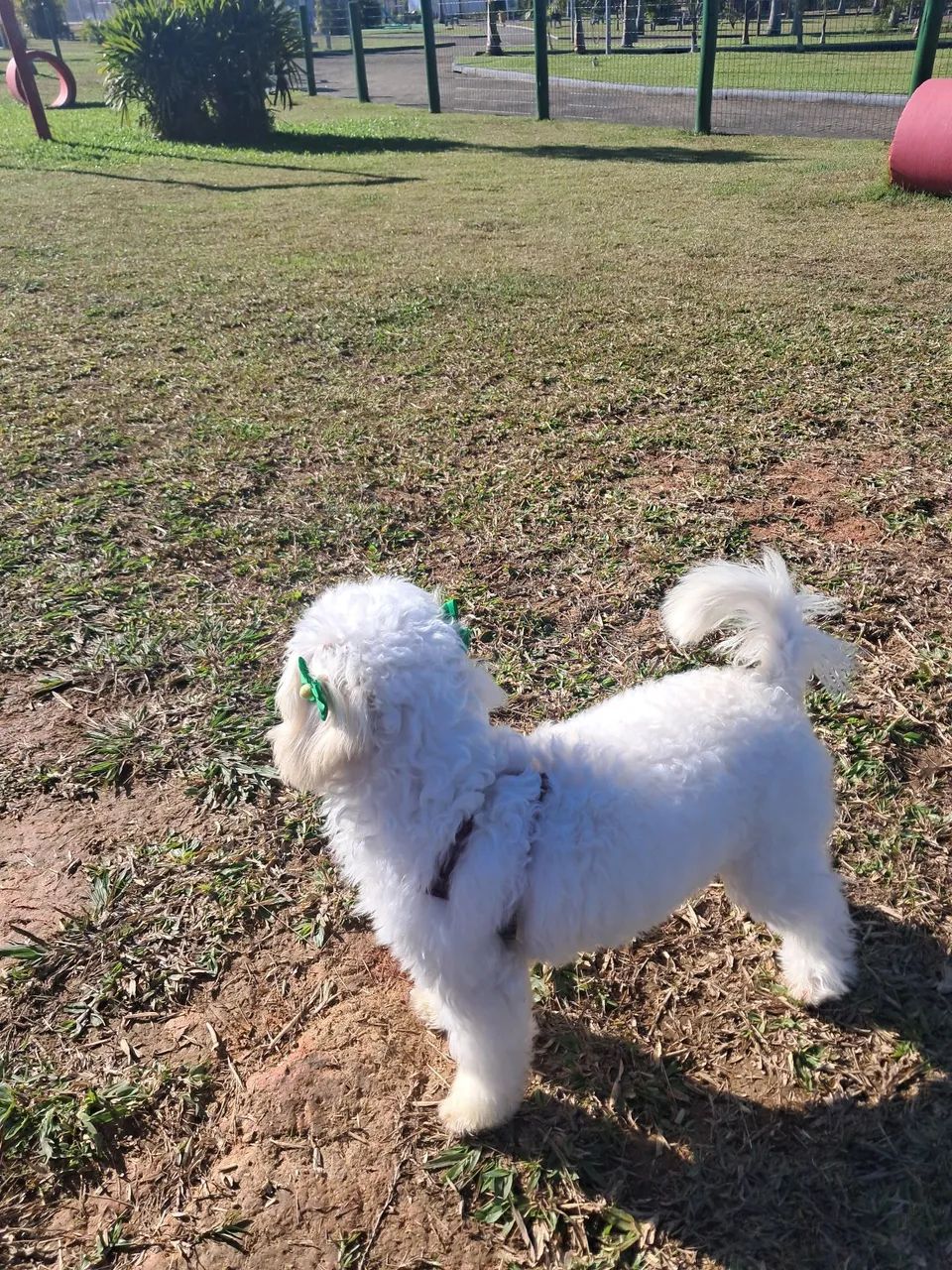 Poodle fêmea 8 meses - Foto 5