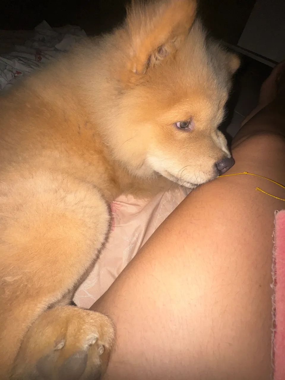 Chow chow macho a venda  - Foto 3