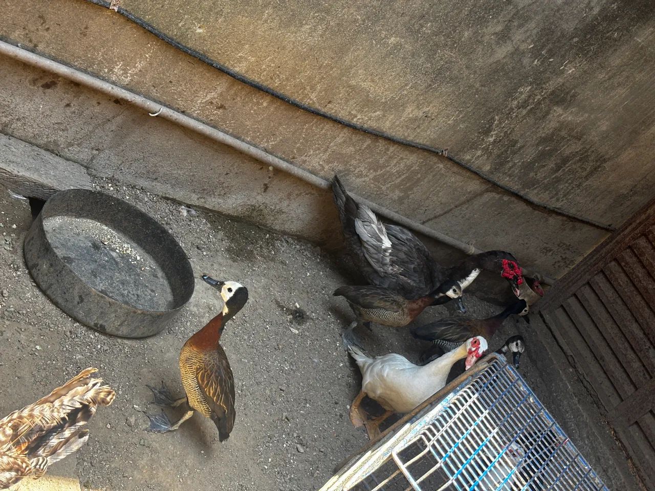 Pato, patas e marrecas. - Foto 3