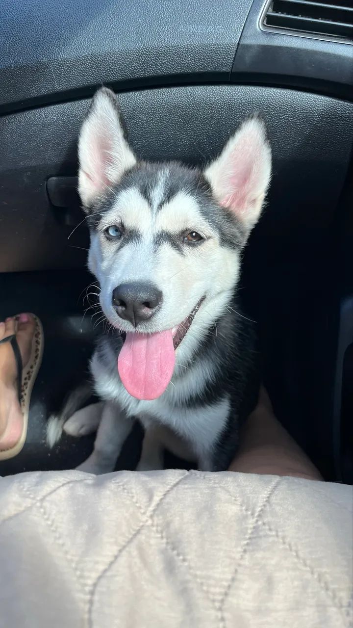 Huskey siberiano  - Foto 4