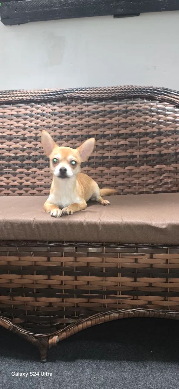 Chihuahua 