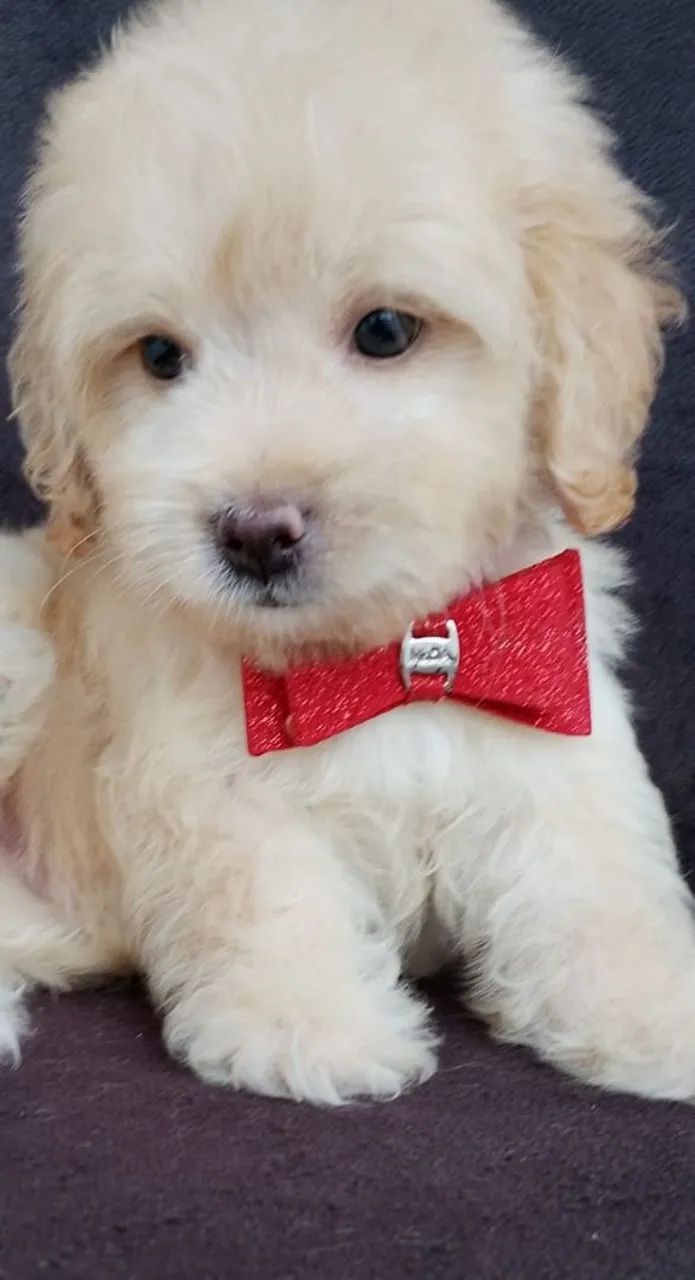 Cachorrinho Poodle