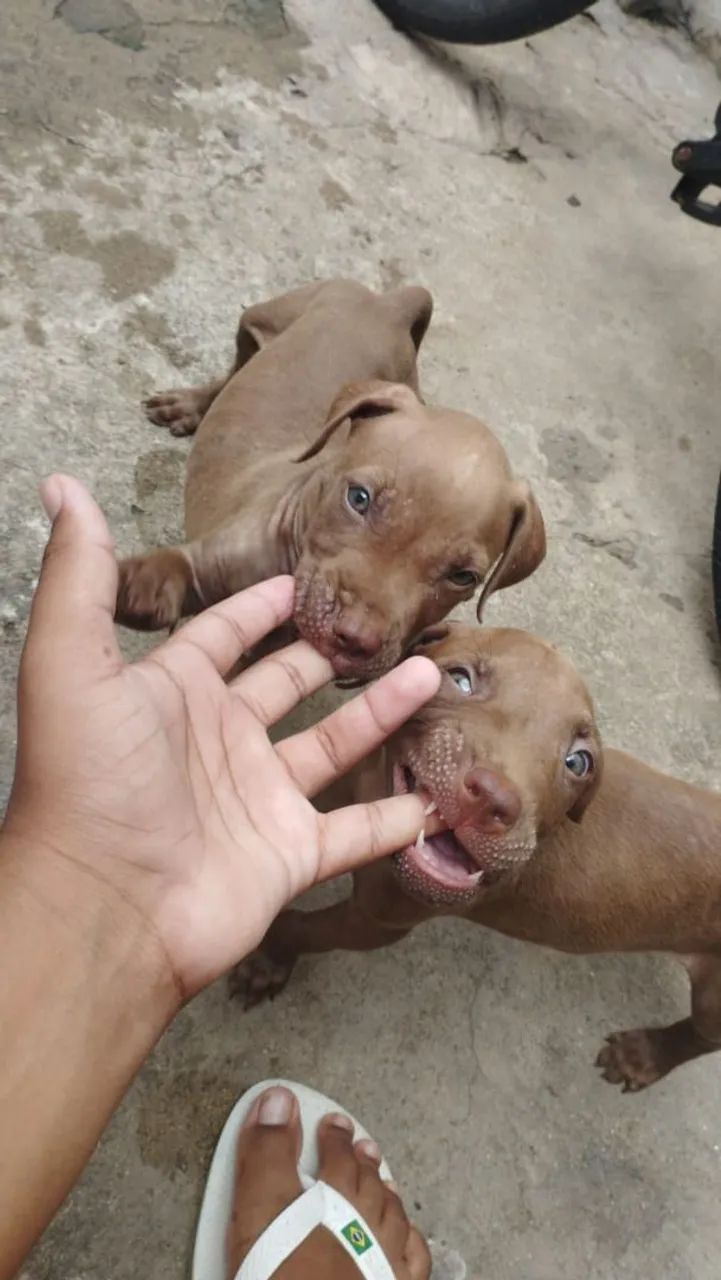 Filhotes de Pitbull 