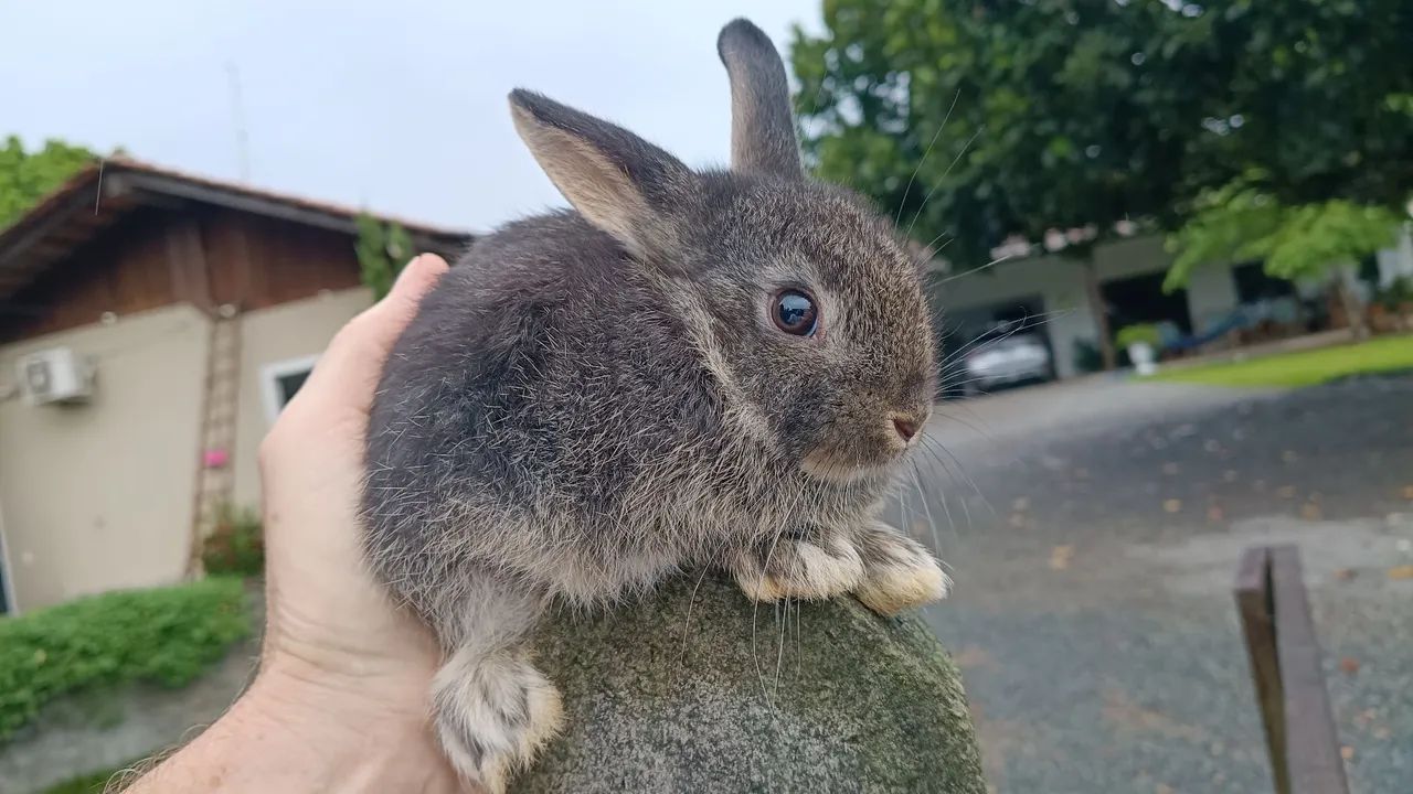 Mini coelho  - Foto 5