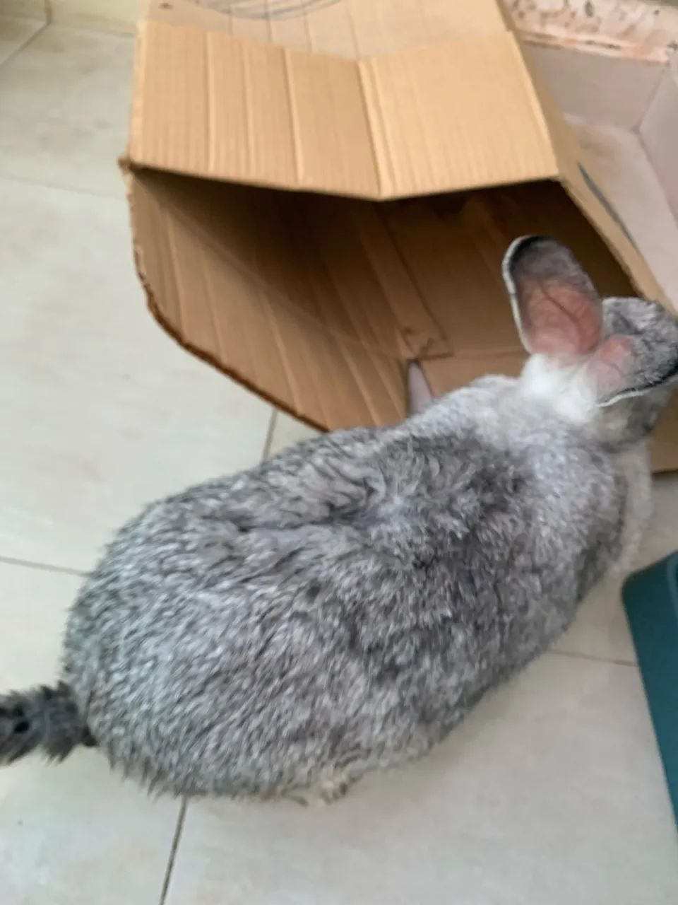 adoçao de uma coelha! - Foto 2