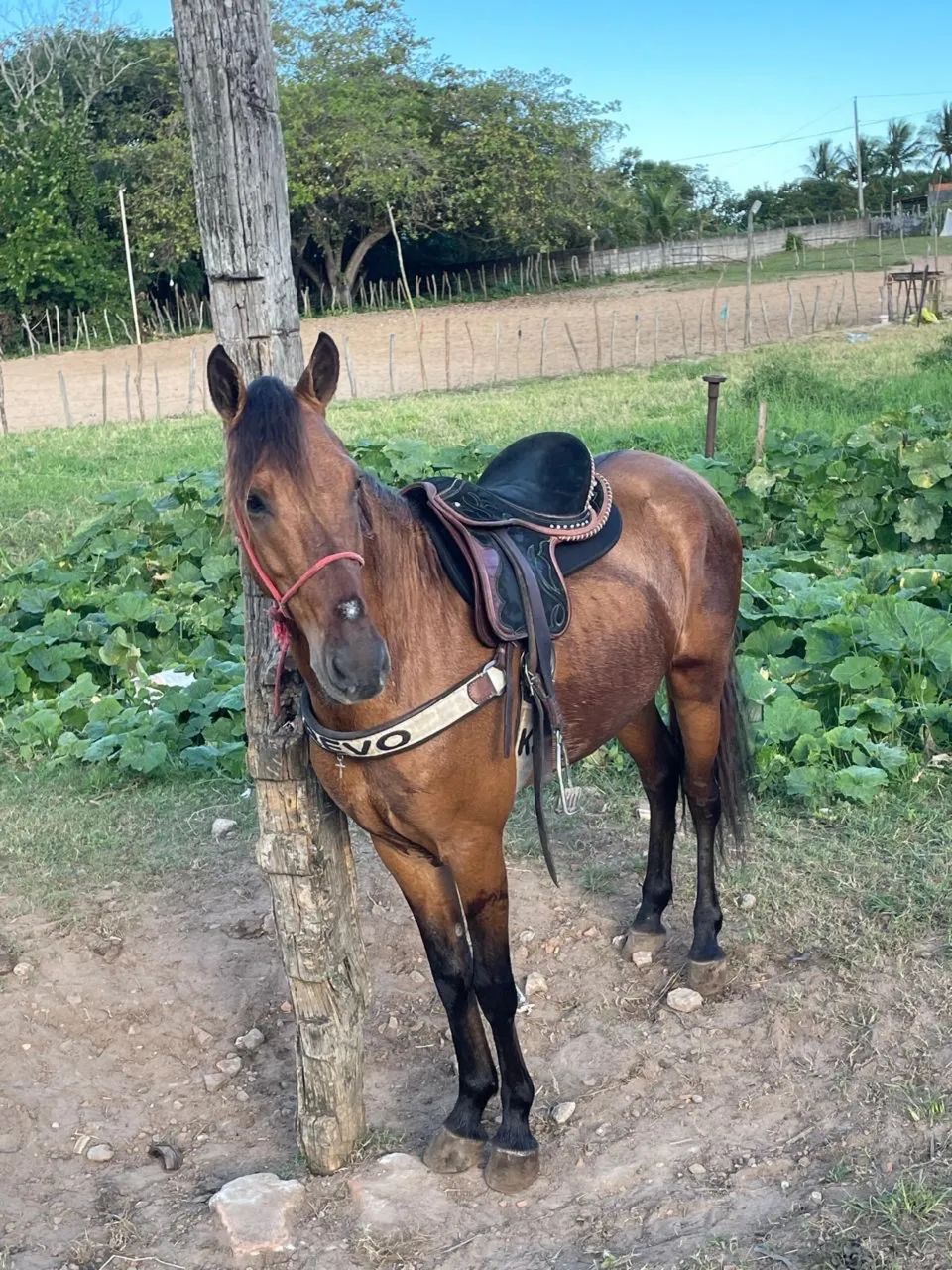 Cavalo - Foto 2