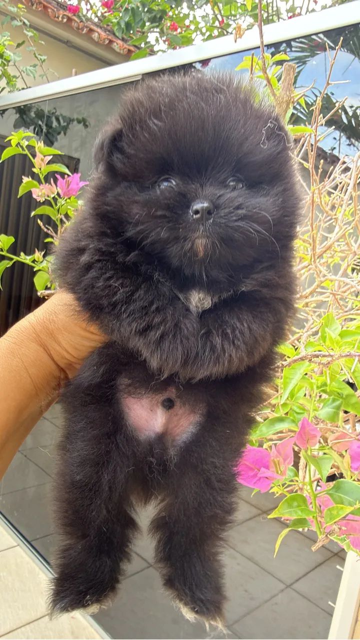 Spitz alemão anão  - Foto 3