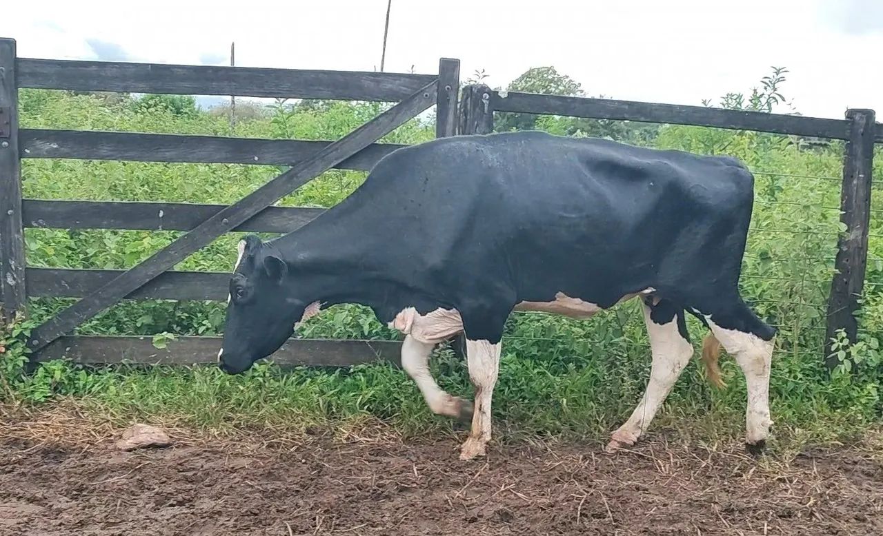 Novilha Cruzada (Pirenópolis) - Foto 5