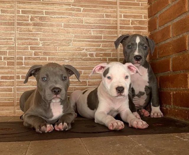 Pitbull Macho com Pedigree - Saúde, Segurança e Procedência - Foto 3