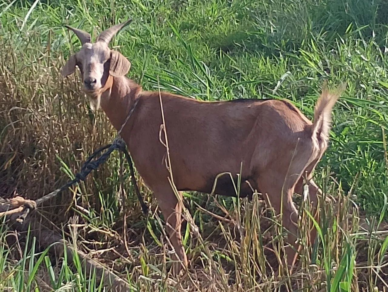 Cabra adulta - Foto 2