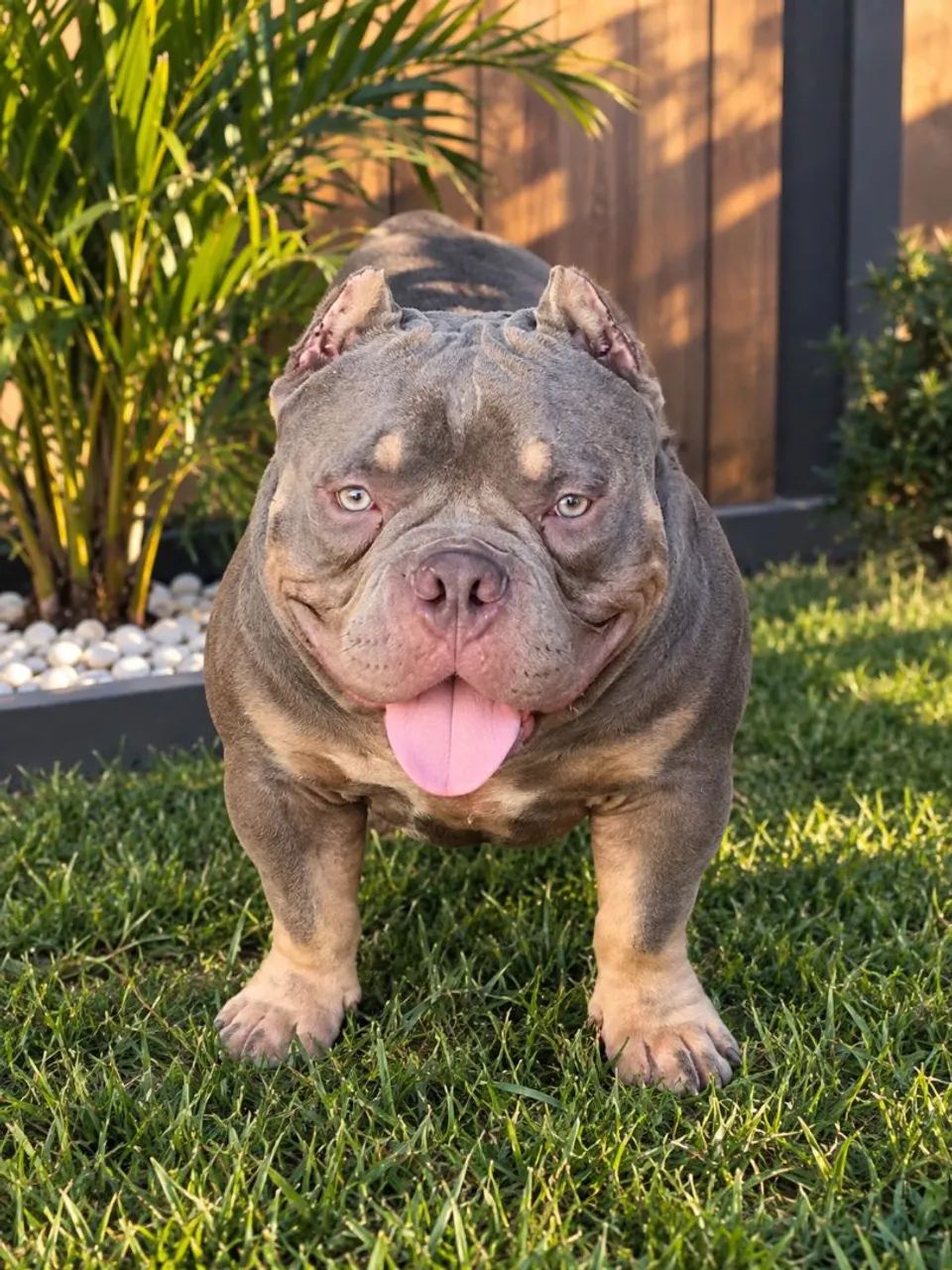 American Bully  - Foto 3