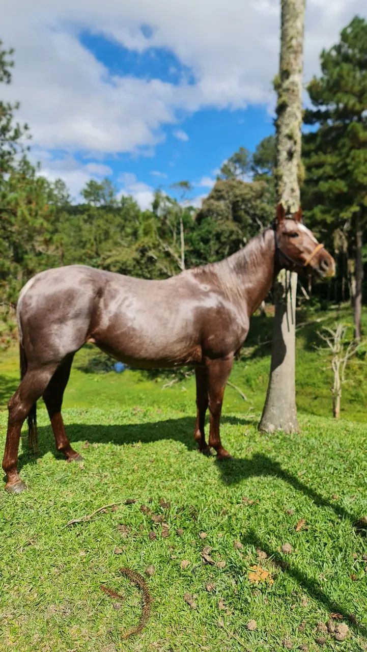 LINDA ÉGUA QUARTO DE MILHA ? - Foto 2