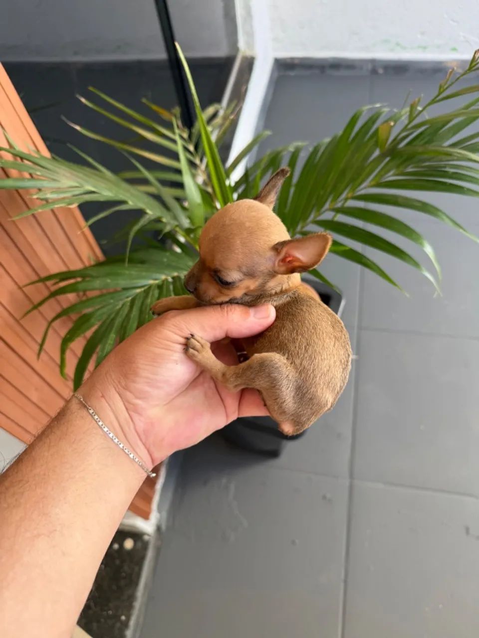 Pinscher fêmea zero  - Foto 2