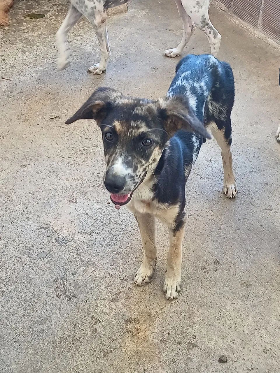ADOÇÃO  - Foto 3