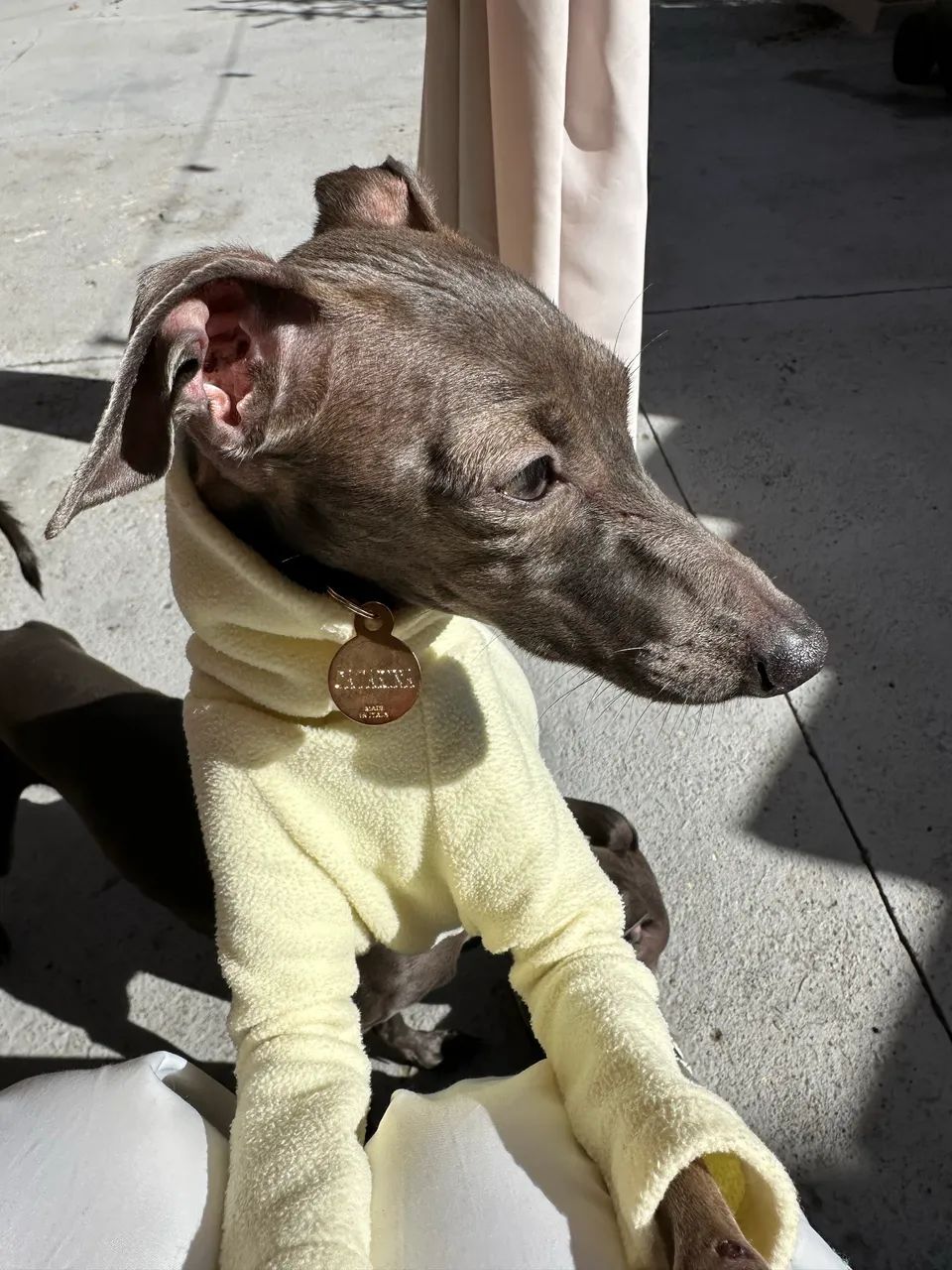 Galgo italiano, galguinho, pequeno lebrel  - Foto 6
