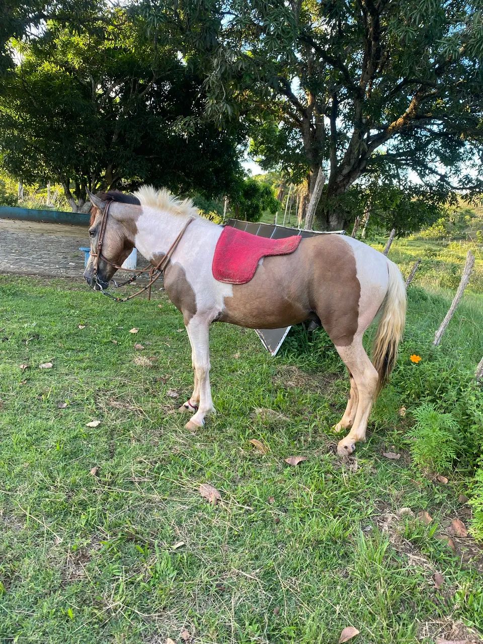 Cavalo top - Foto 5