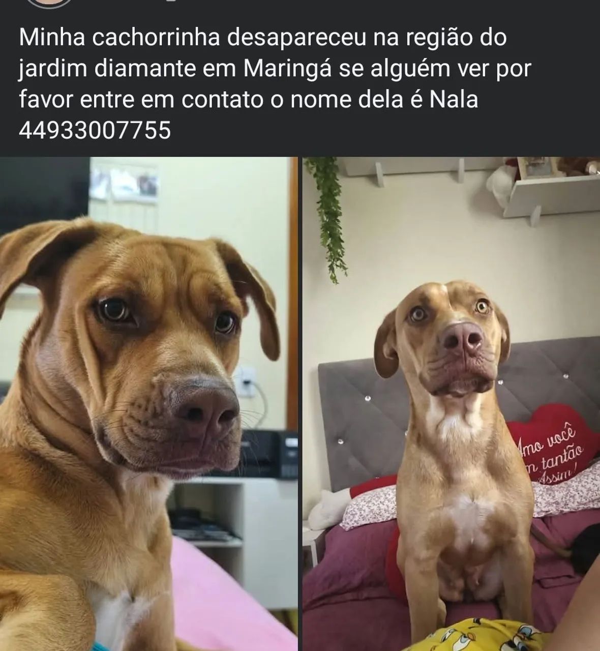 Procura se pela Nala  - Foto 2