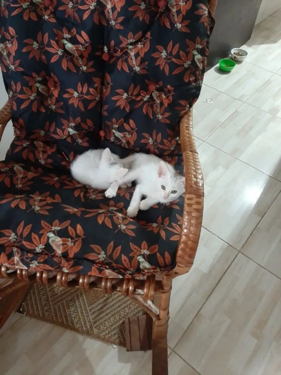 2 Gatinhos Branquinhos Lindos e Saudáveis - Foto 4