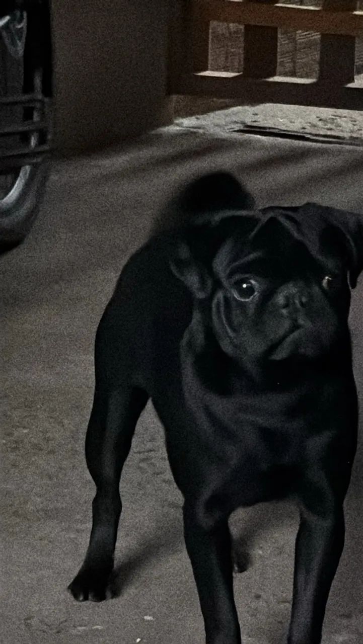 Pug macho 9 meses  - Foto 2