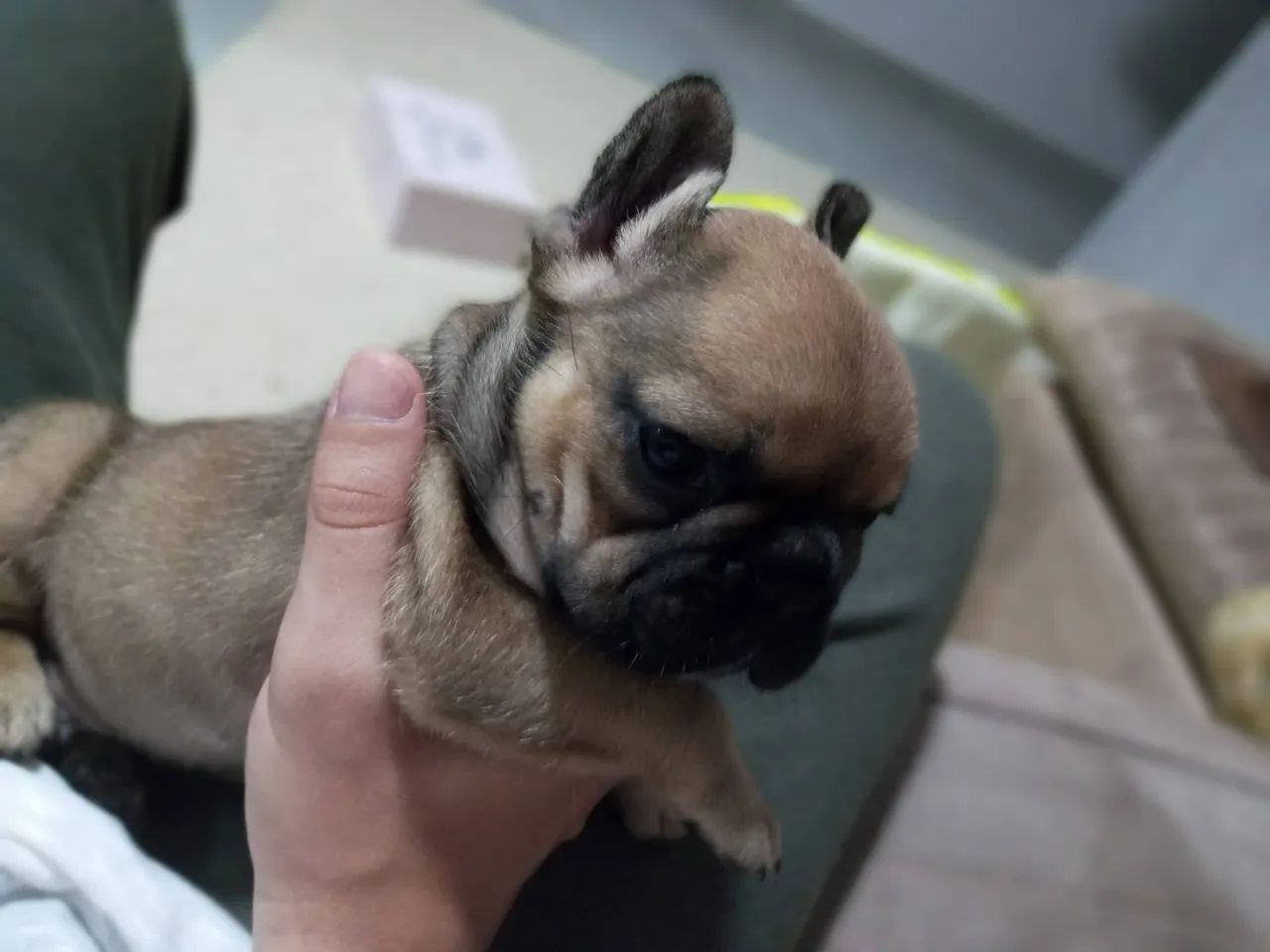 Buldogue macho disponível pra cruzar 