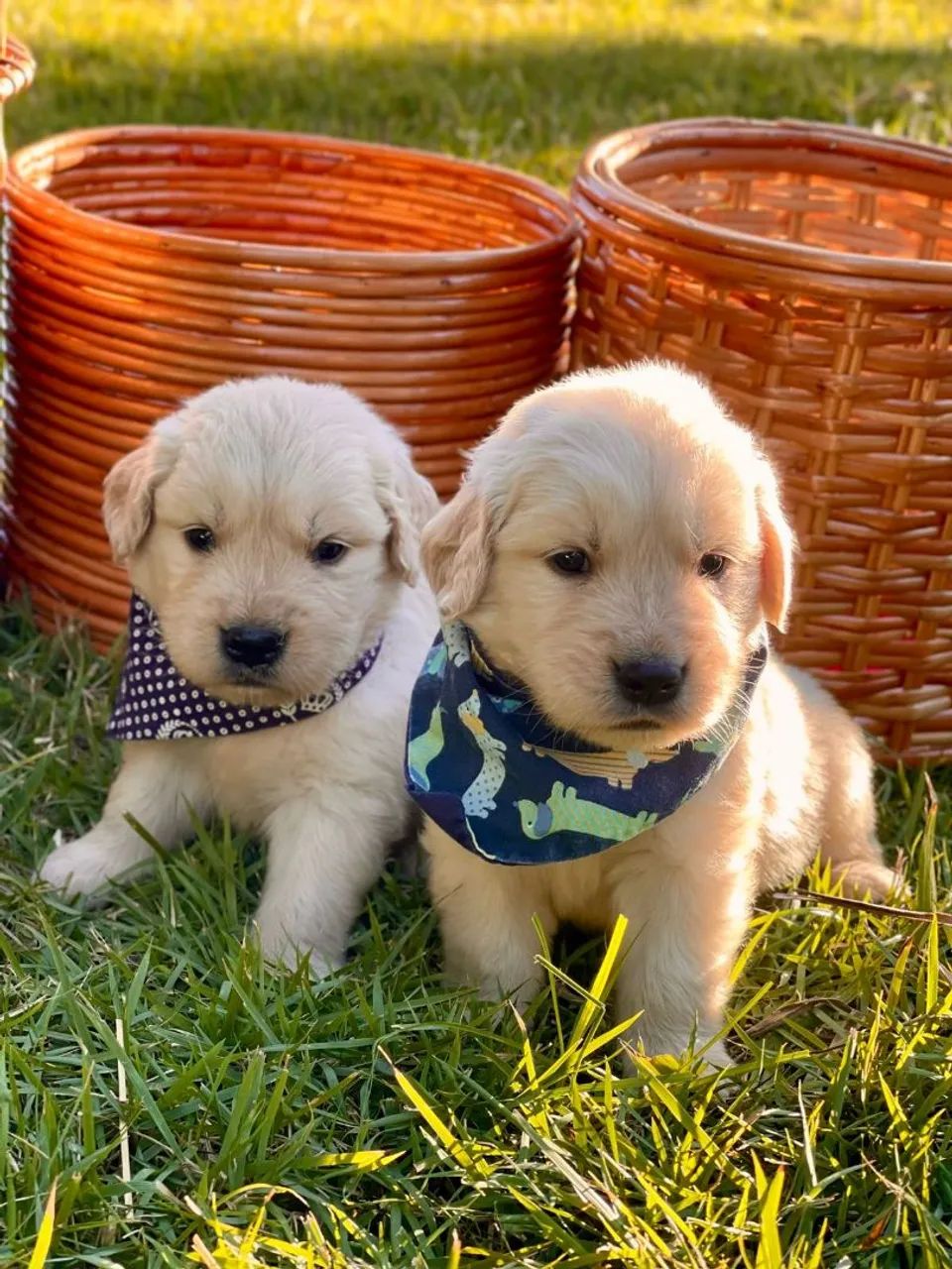 Goldens bahiano  - Foto 2