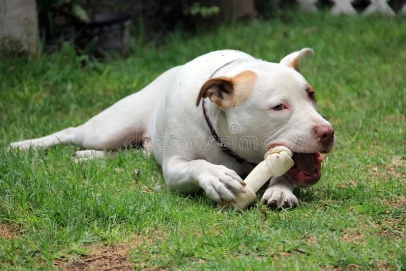 Doação Pit Bull macho branco puro