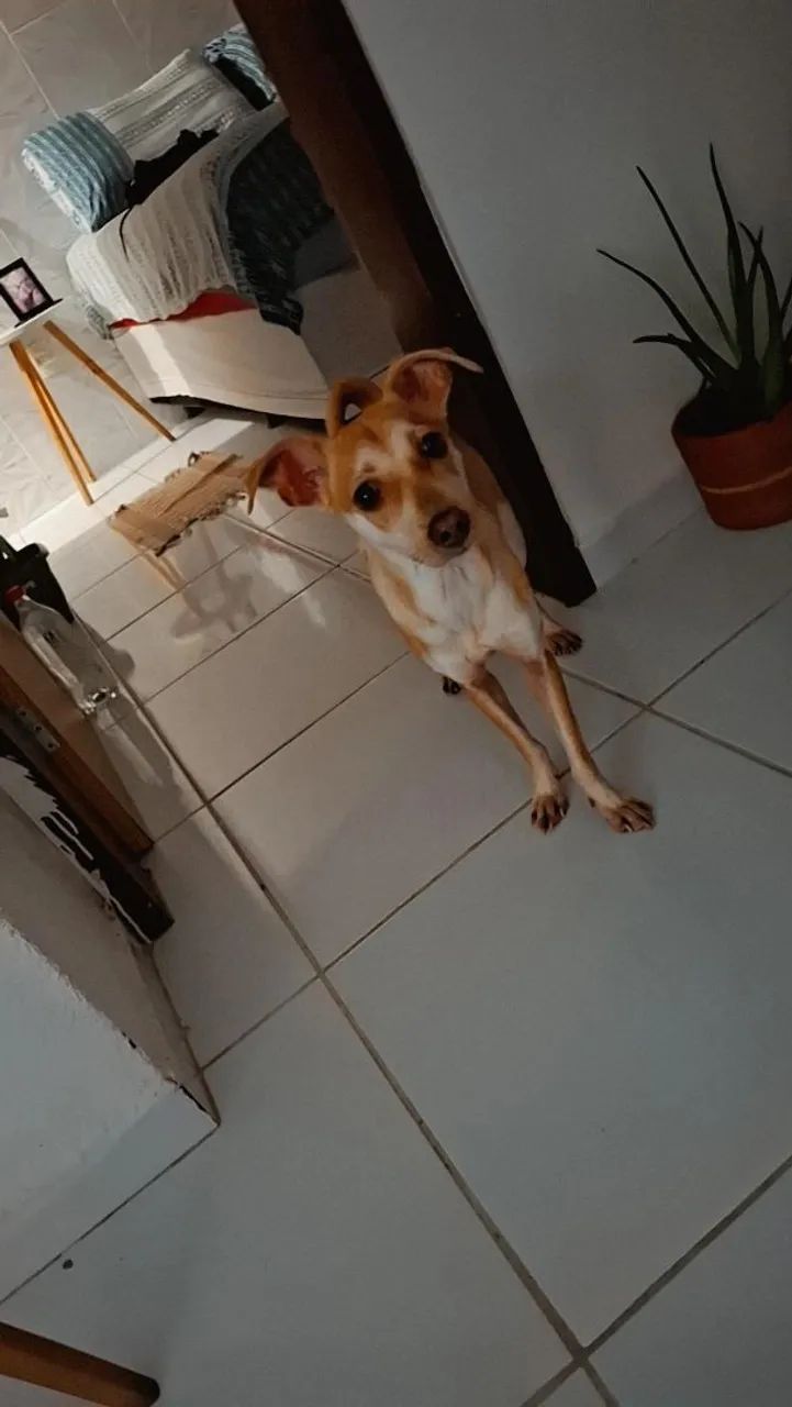 Adoção responsável  - Foto 2