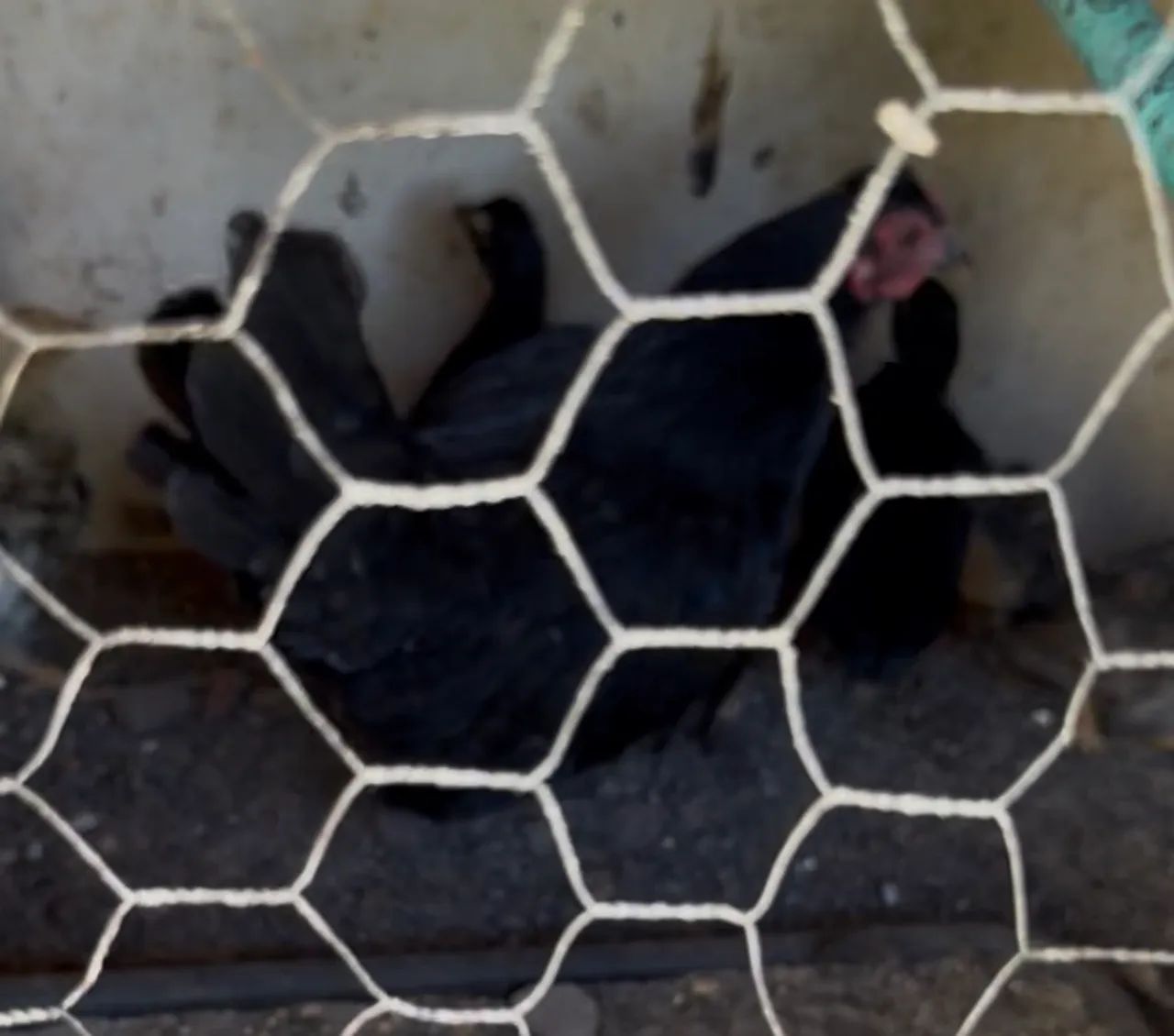 Garnizé( um casal nanico o uma casal carnizé mais 14 ponte de Garnizé  - Foto 4