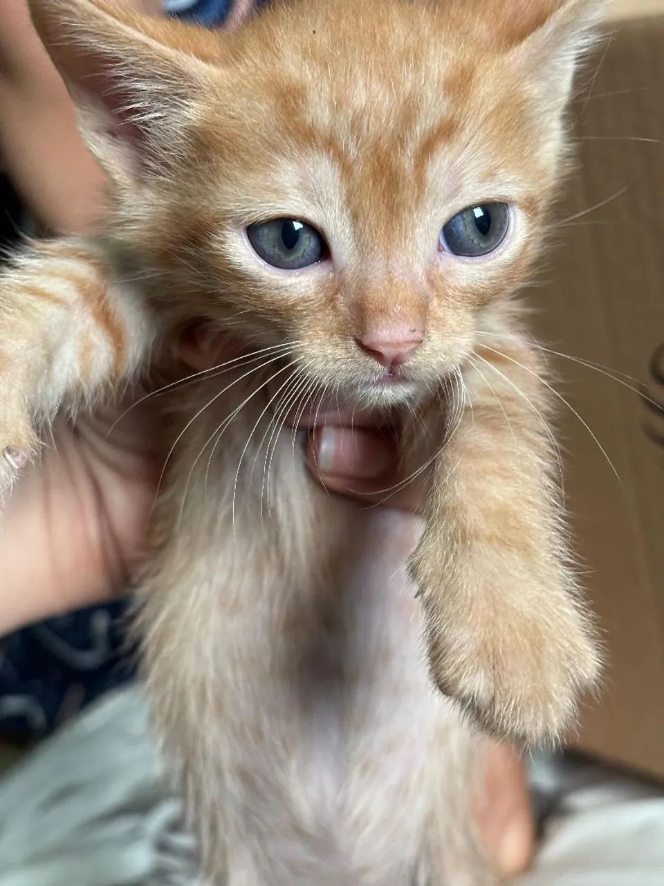 Doa-se gatinhos - Foto 4