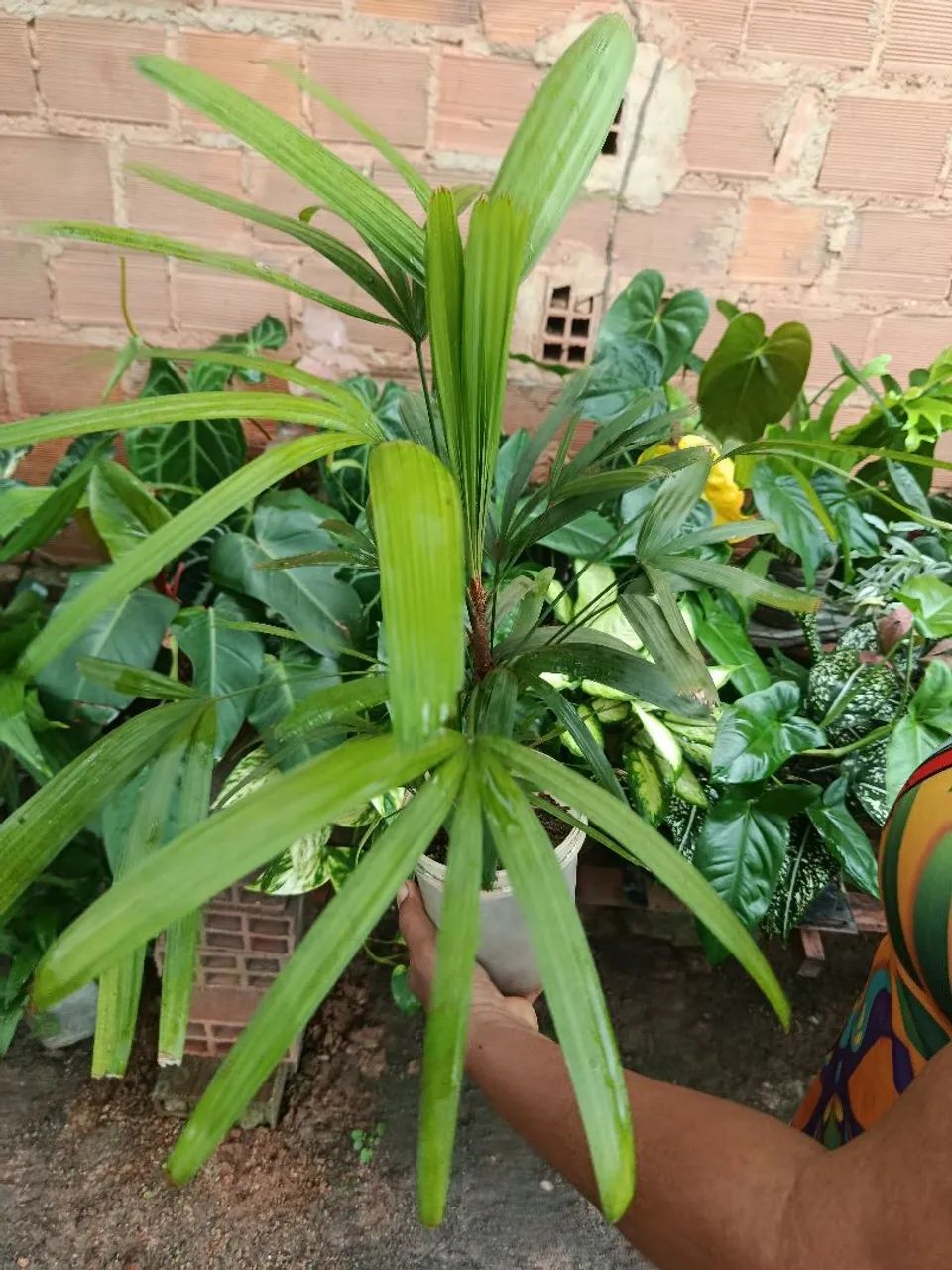 Mudas plantas  - Foto 2