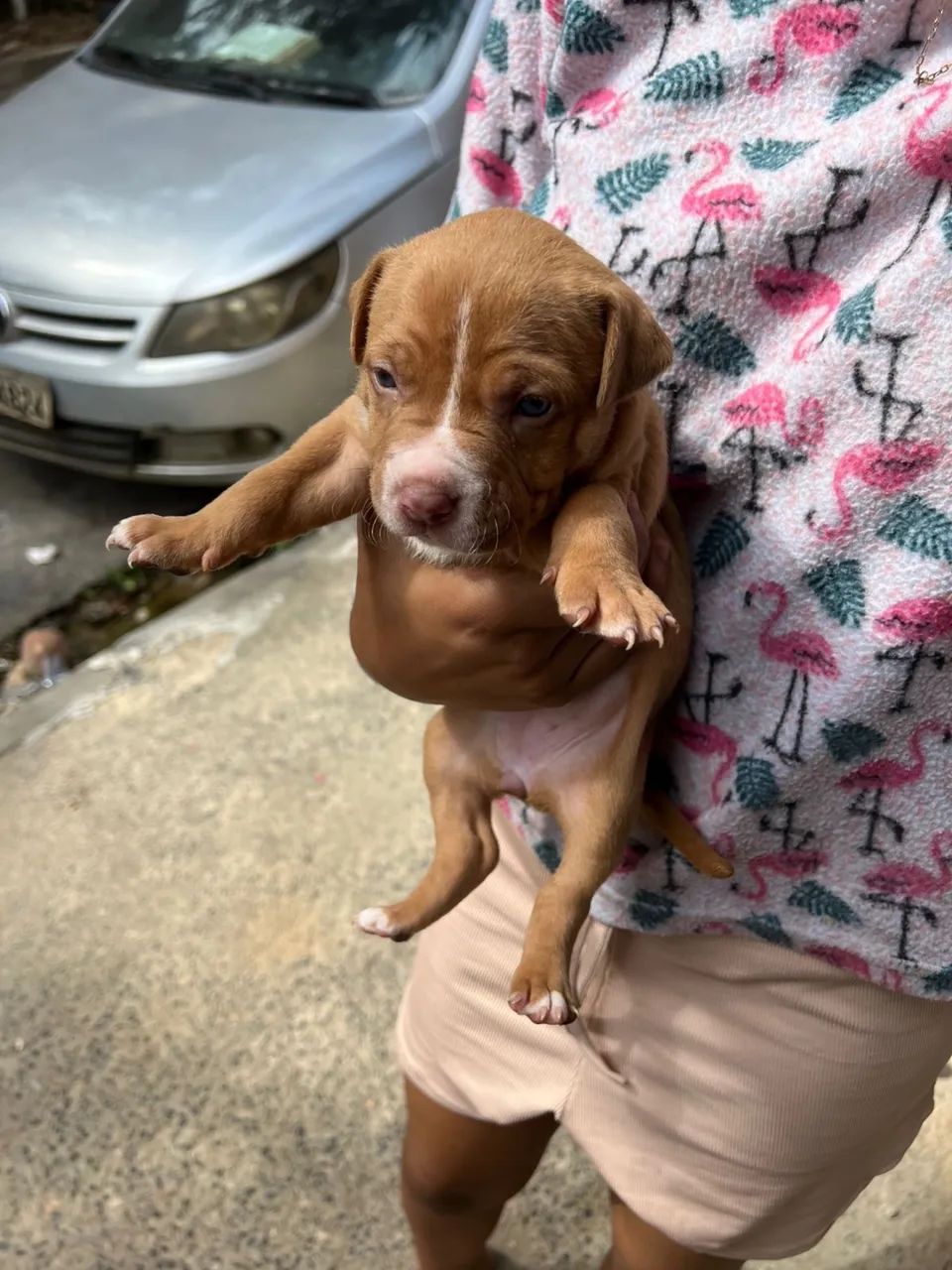 Cachorros  - Foto 4