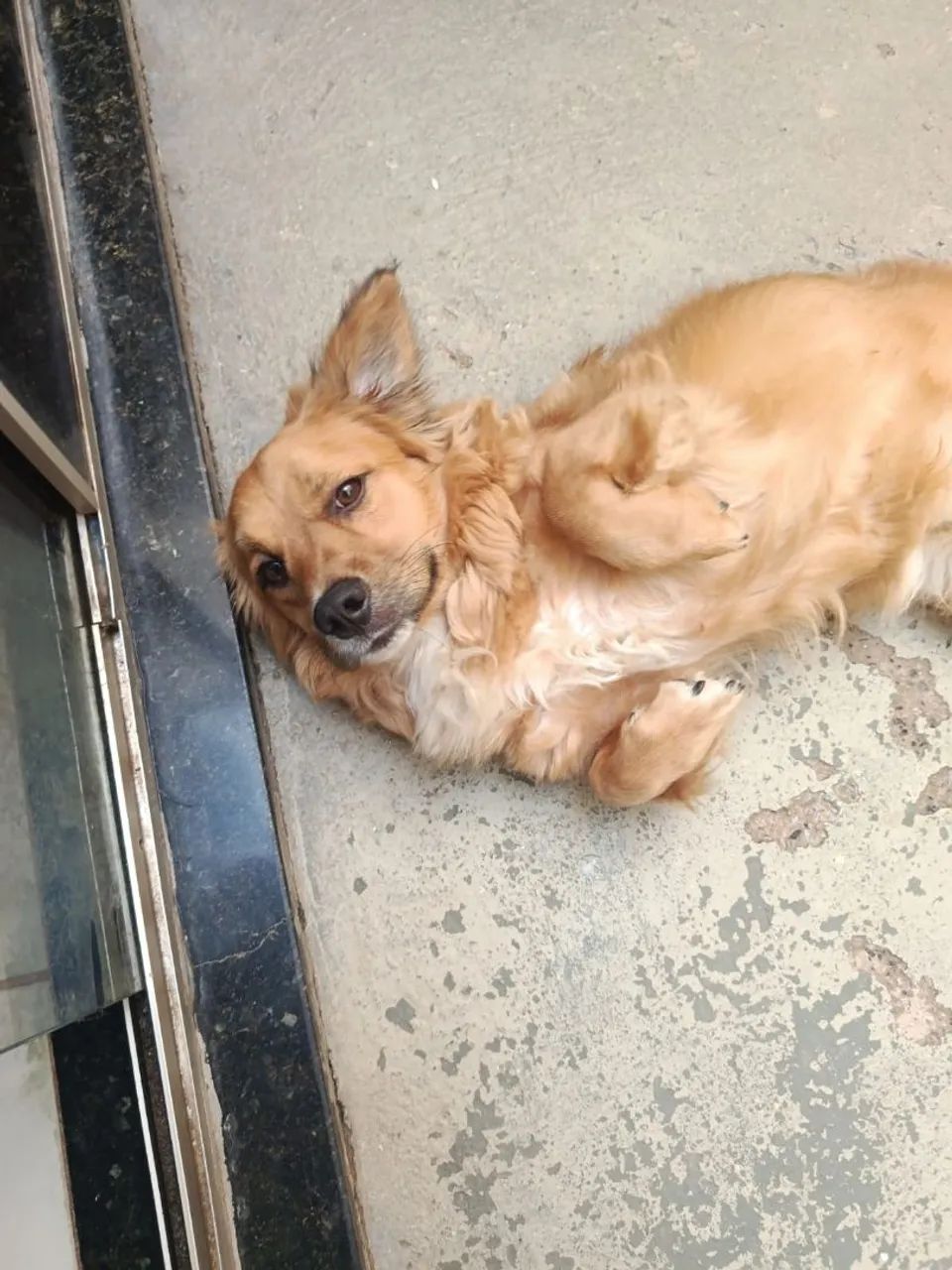 Cachorro - Foto 3