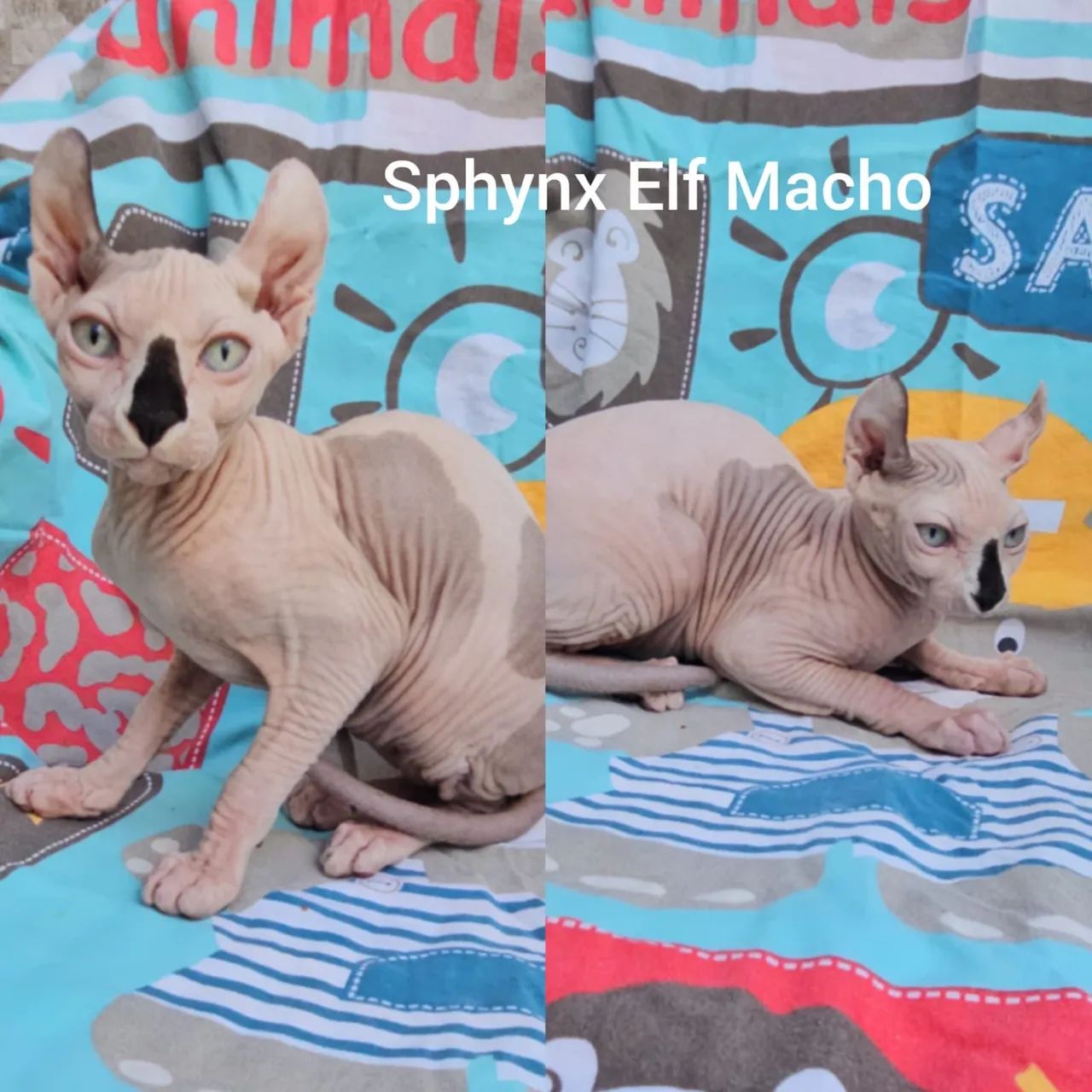 Sphynx padrão e Elf Filhotes - Gatil Bsb Cat - Foto 4