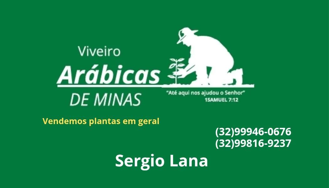 Mudas de café  - Foto 3