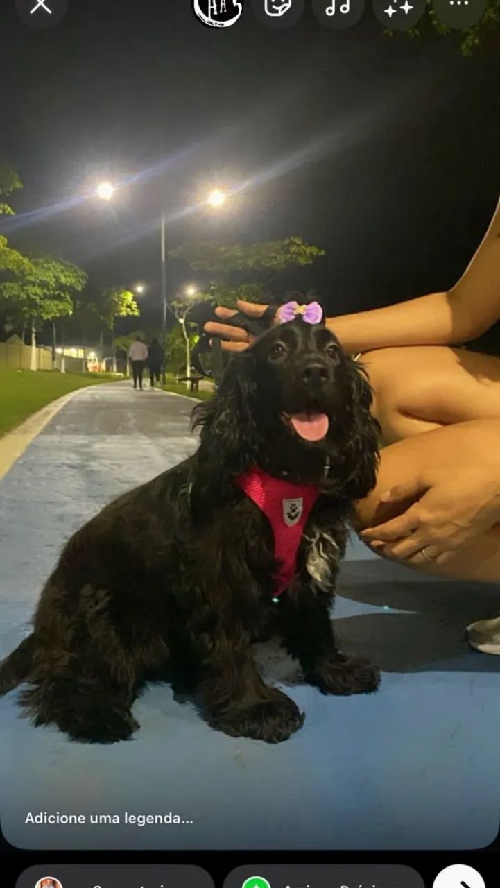 Cocker spaniel - Foto 2