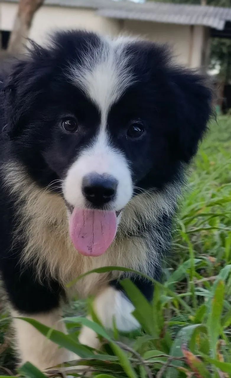 Border Collie  - Foto 3